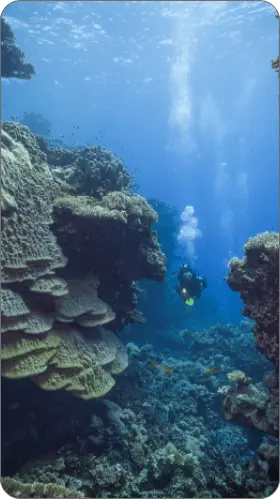 Red Sea liveaboard diving