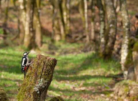 How Can Woodland Management Protect Wildlife?
