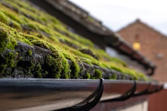 How Can Moss Removal Roof London Prevent Roof Leaks?